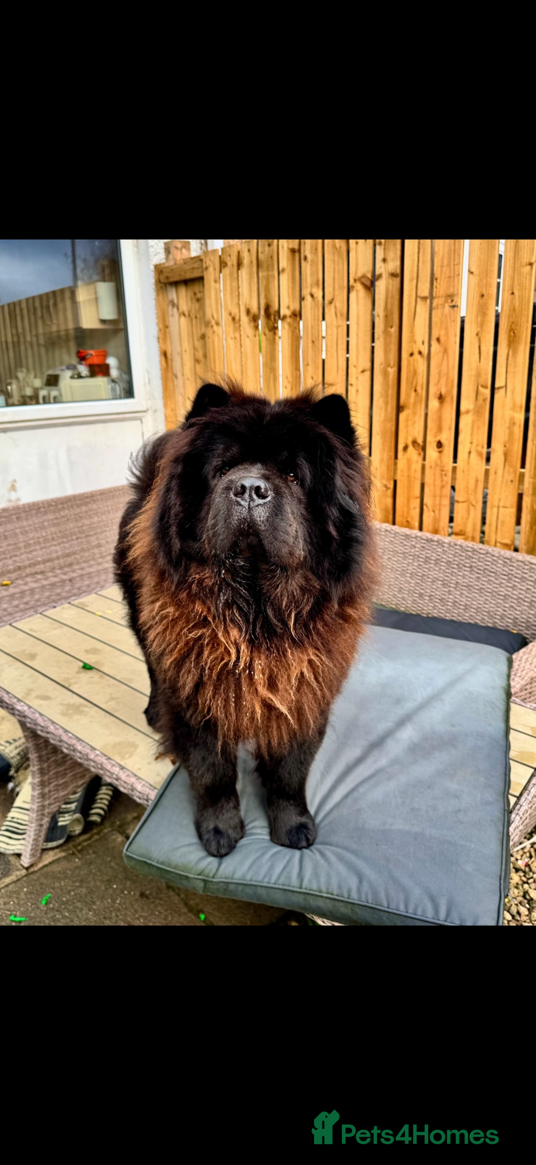 Chow Chow dogs for sale: Male chow chow puppy  - Advert 8