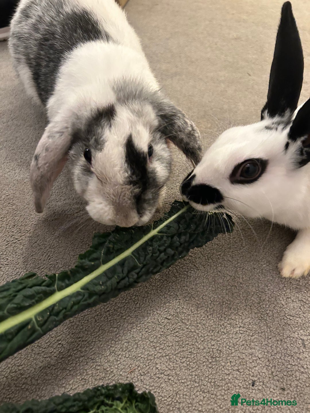 Mixed Breed rabbits for sale: Paired Rabbits for sale - Advert 13