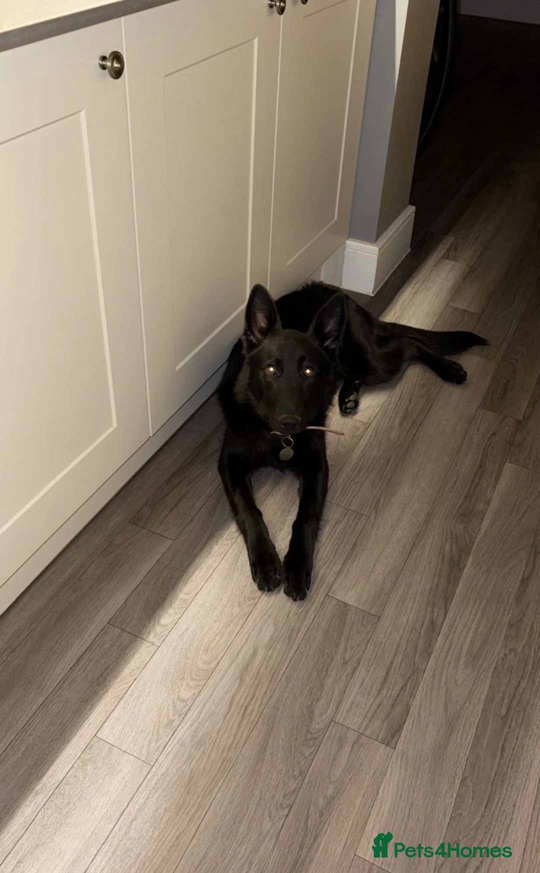 German Shepherd dogs for sale: Bitch GSD - Advert 3