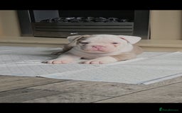 Olde English Bulldogge dogs for sale: Old english bulldog male ready 26th october - Image 2