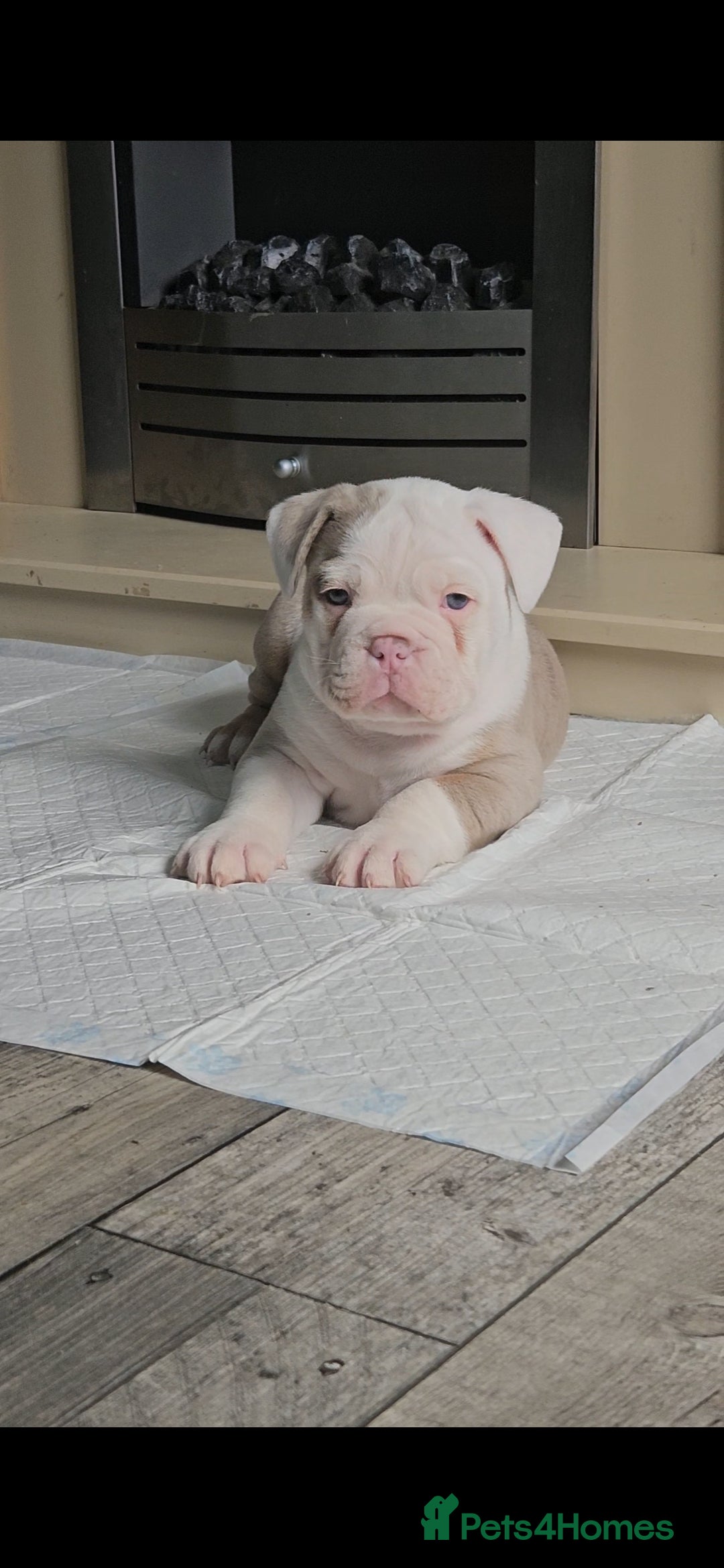 Olde English Bulldogge dogs for sale: Old english bulldog male ready 26th october - Image 2