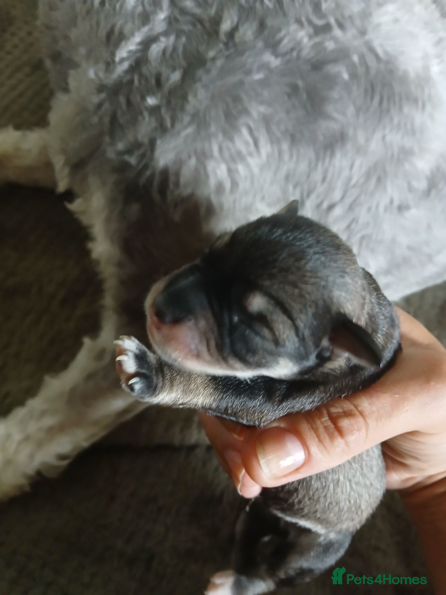 Miniature Schnauzer dogs Miniature Schnauzer KC reg pups - Advert 17