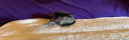 Toy Poodle dogs for sale: GORGEOUS Toy Poodles, DNA health tested parents  - Advert 11