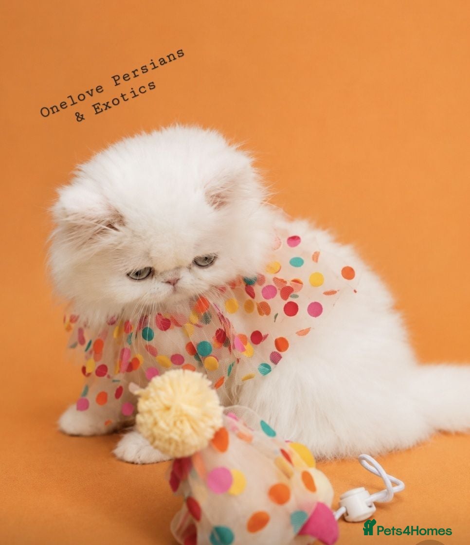 Persian cats 🎀🎀 GCCF Persian Kitten 🎀🎀 - Advert 5