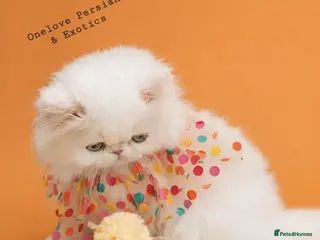 Persian cats 🎀🎀 GCCF Persian Kitten 🎀🎀 - Advert 5