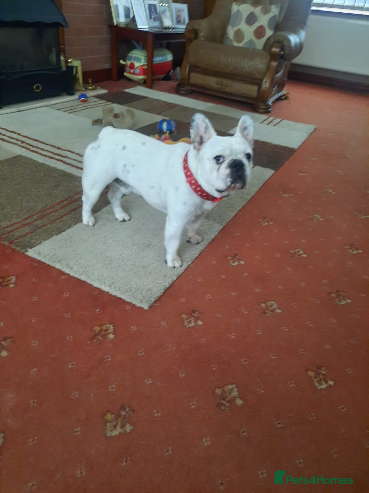 French Bulldog dogs 7yr old proven stud dog £200 stud fee - Advert 1
