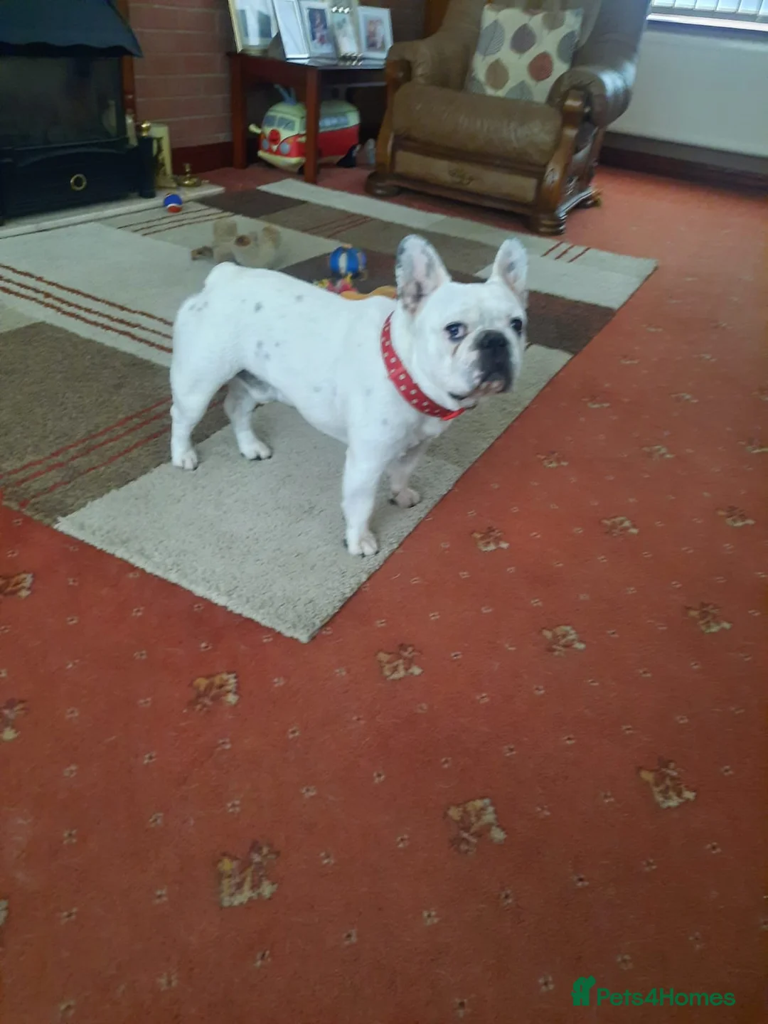 French Bulldog dogs for stud: 7yr old proven stud dog £200 stud fee in Newcastle - Advert 1