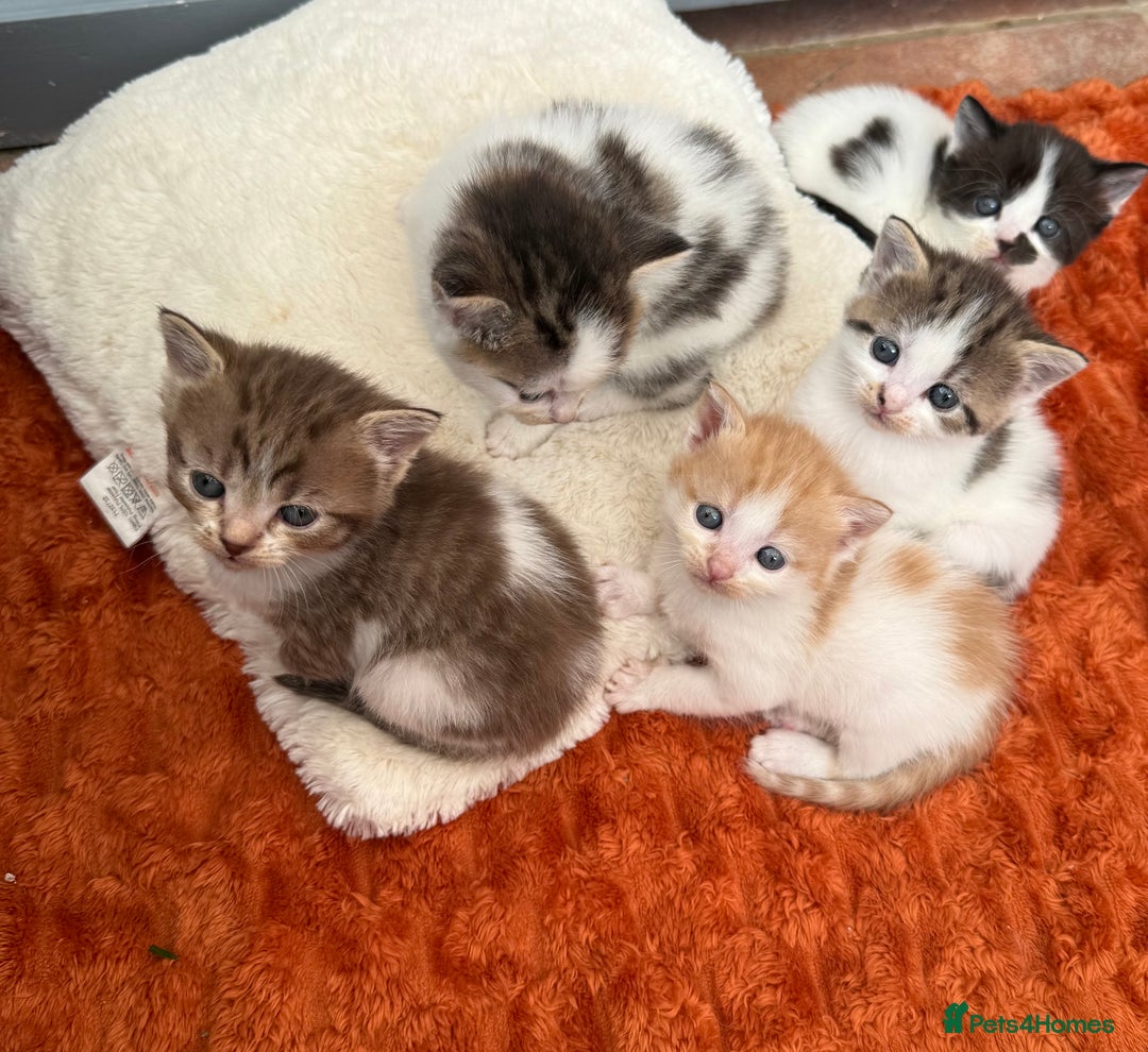 Norwegian Forest Cat cats for sale: 5 beautiful friendly boys - Image 18