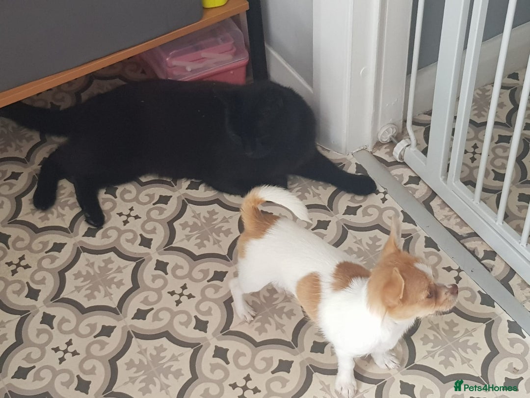 Chihuahua dogs for adoption: ❤️🐶 TOFFEE & COOKIE 🐶❤️ - Image 4