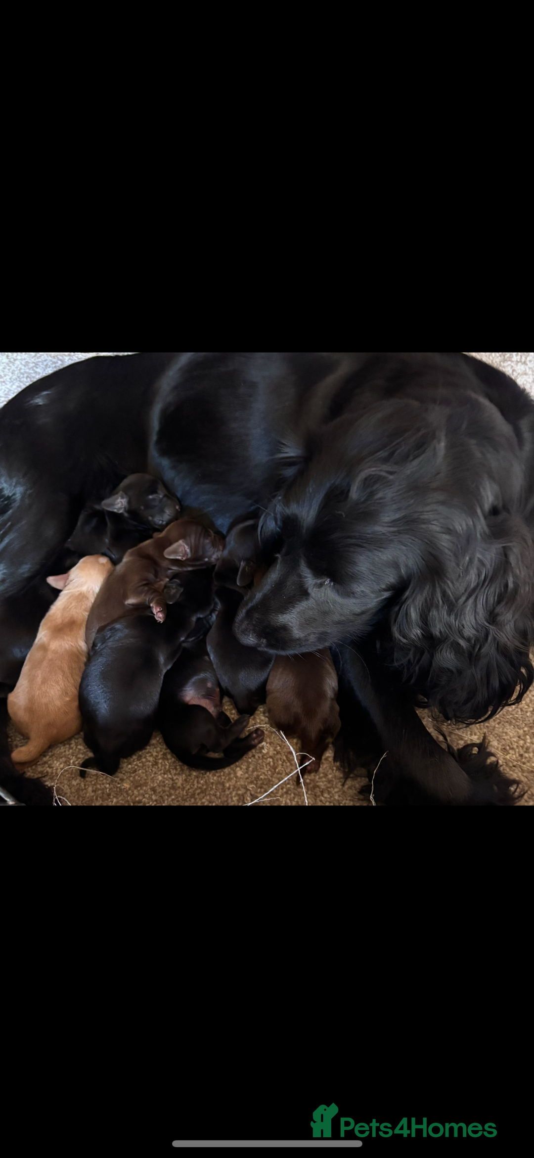 Cocker Spaniel dogs for sale: Cocker spaniel pups  - Image 7