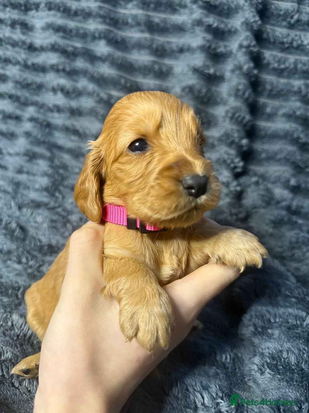 Cockapoo dogs for sale: F1 RARE VILLASPANIOL CHAMPION LINE  COCKAPOOS  - Advert 9