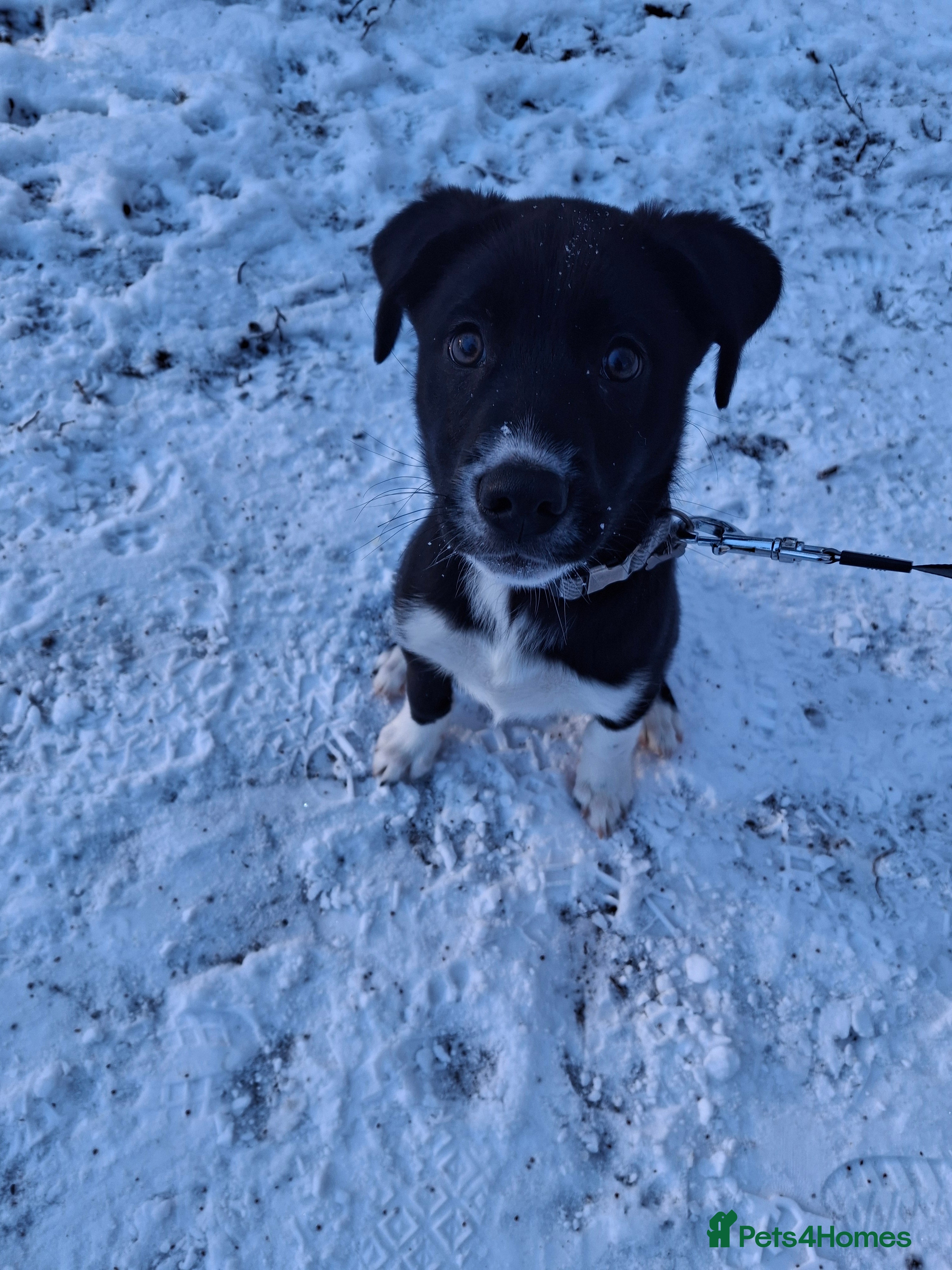 Mixed Breed dogs 14 week old Lab cross husky pup - Advert 11