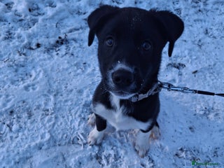 Mixed Breed dogs 14 week old Lab cross husky pup - Advert 1