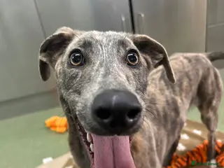 Lurcher dogs Puddle - Advert 1