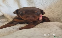 Dobermann dogs for sale: Exceptional Doberman - Image 7