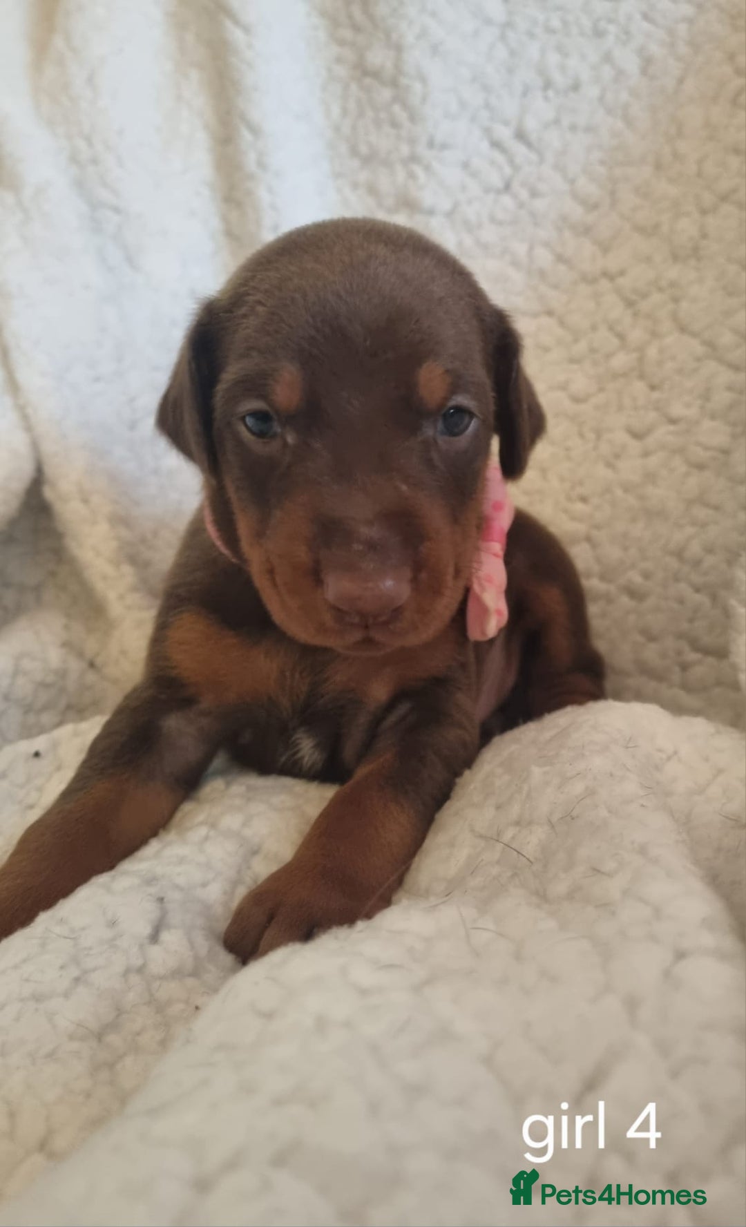 Dobermann dogs for sale: Exceptional Doberman - Image 7