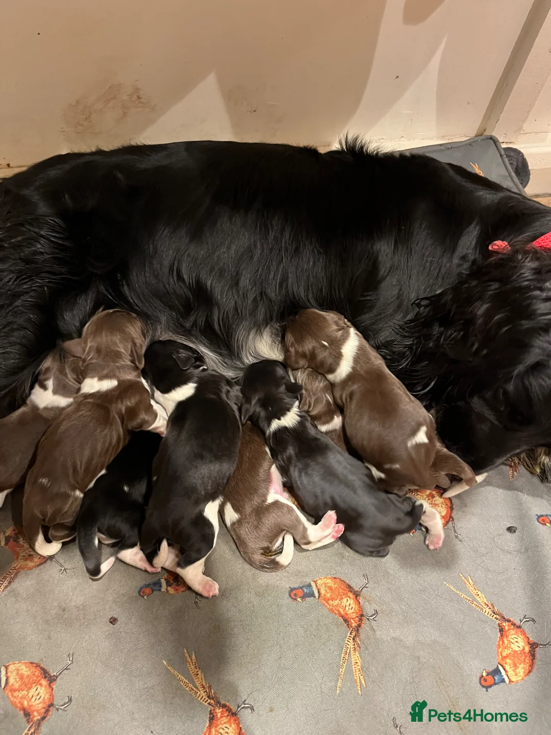 English Springer Spaniel dogs for sale: English springer spaniels  - Advert 1