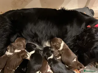 English Springer Spaniel dogs English springer spaniels - Advert 1