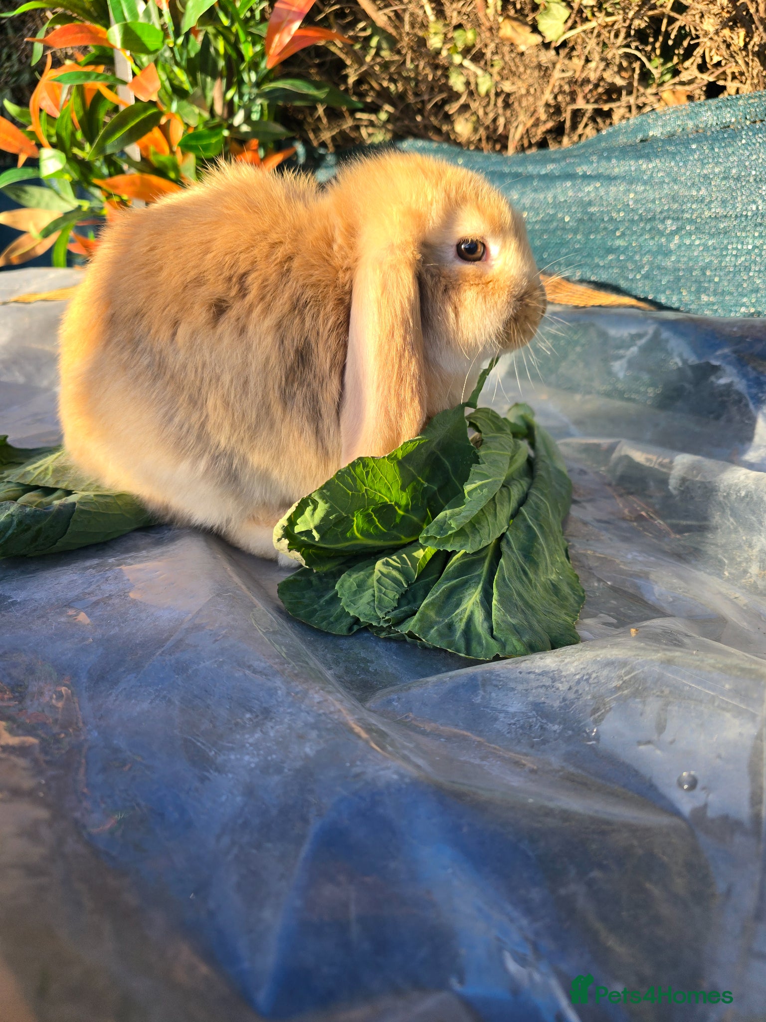 French Lop rabbits  French Lop/dwarf lop - Advert 1
