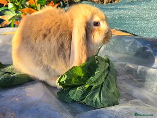 French Lop rabbits French Lop/dwarf lop - Advert 1