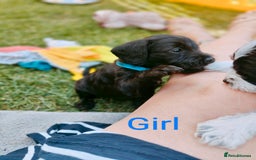 Mixed Breed dogs for sale: Cockapoo/Parsons Russell Pups - Image 2