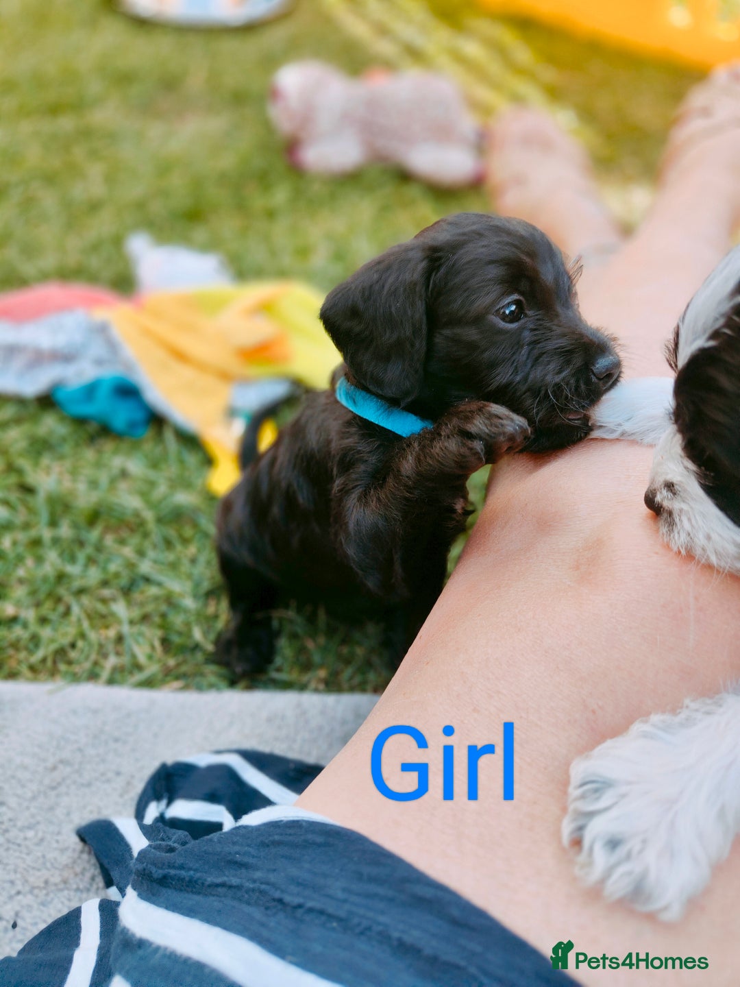 Mixed Breed dogs for sale: Cockapoo/Parsons Russell Pups - Image 2