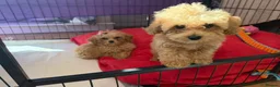 Poochon dogs for sale: Health Tested Fully Vaccinated Poochon Puppies  - Advert 14