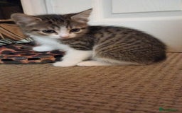 Mixed Breed cats for sale: X3 BEAUTIFUL KITTENs - Advert 4