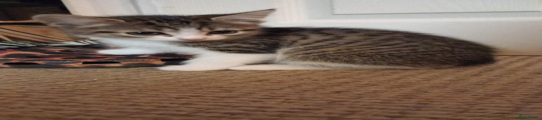 Mixed Breed Kitten 1