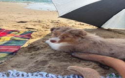 Australian Shepherd dogs for sale: Red Merle Australian Shepherd Puppy - Image 5