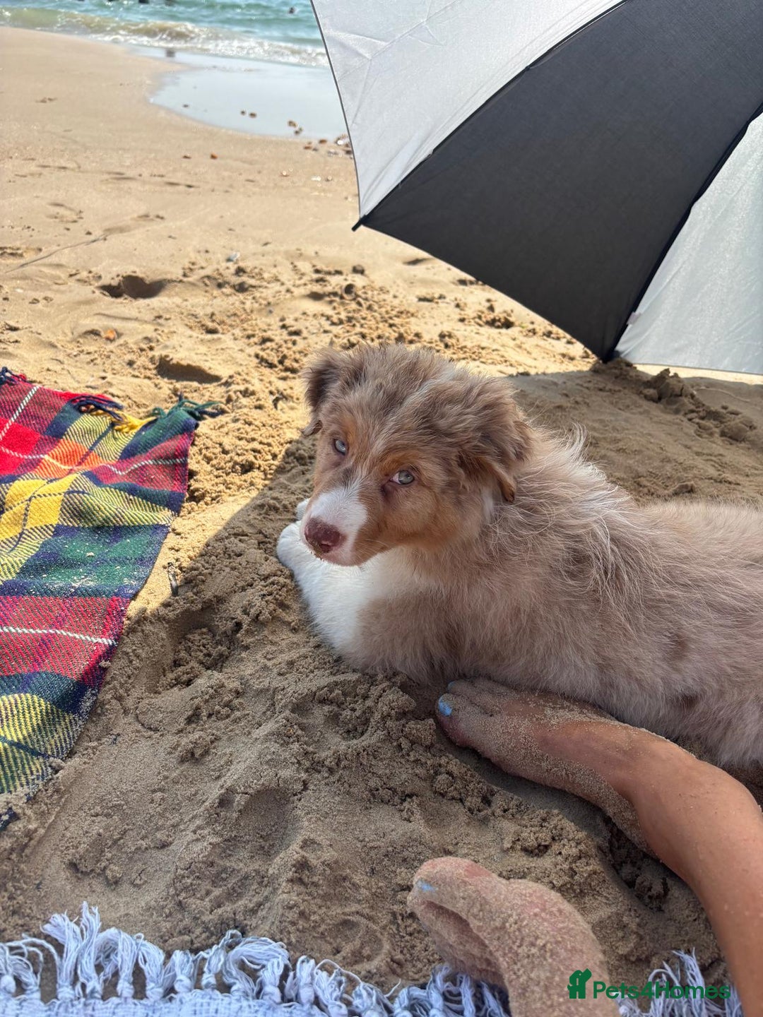 Australian Shepherd dogs for sale: Red Merle Australian Shepherd Puppy - Image 5