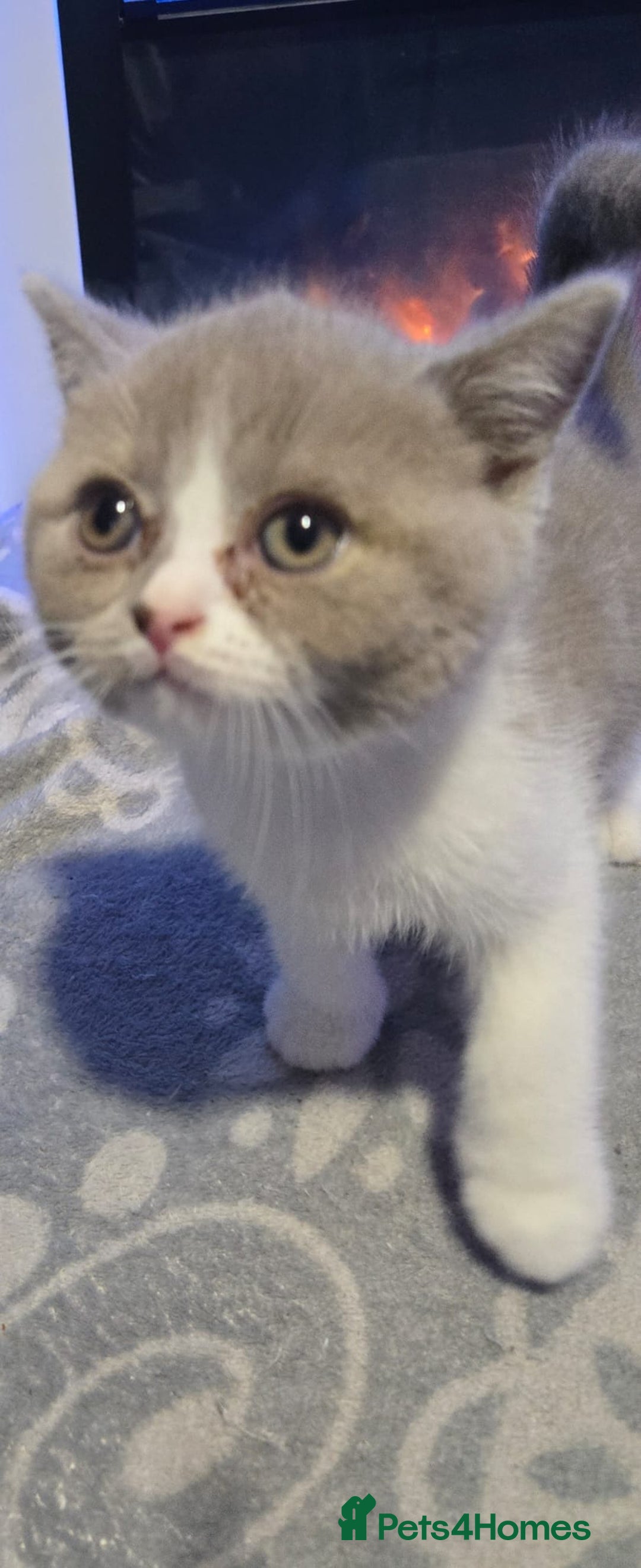 British Shorthair cats for sale: British short hair boys ready. Now - Advert 10