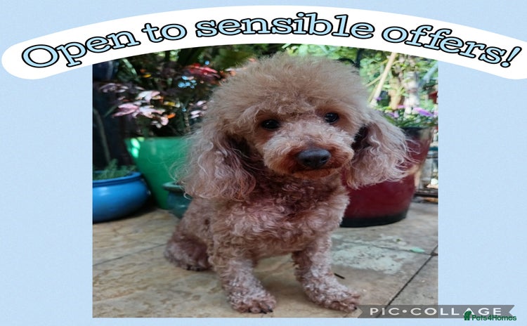 Toy Poodle dogs - Advert 1