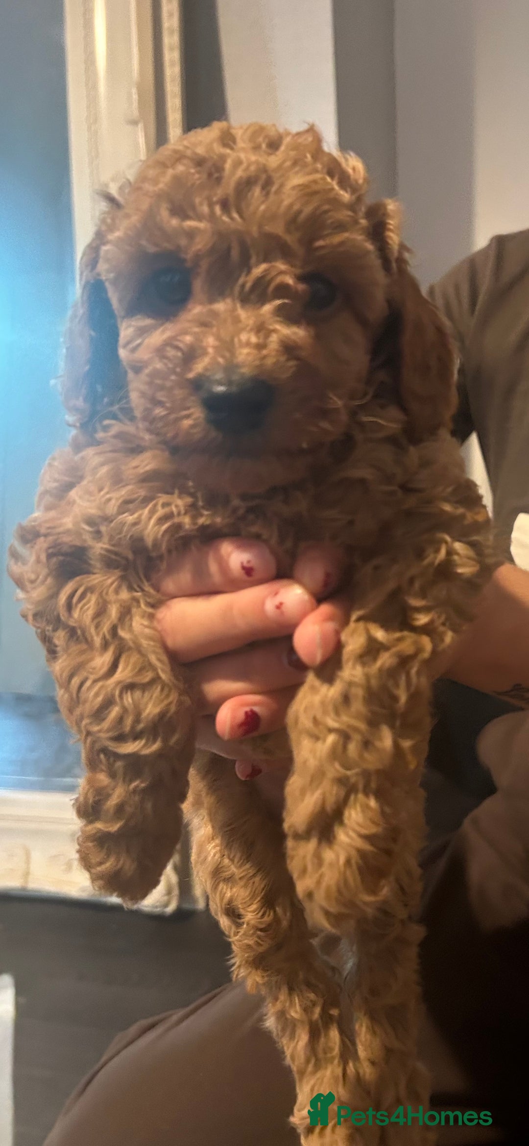 Cavapoo dogs for sale: Cavapoo puppies for sale - Image 10