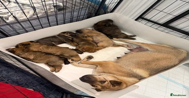 Mixed Breed dogs - Advert 3