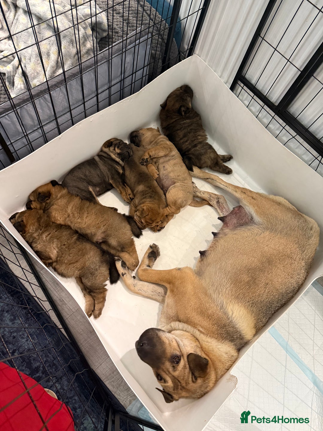 Mixed Breed dogs for sale: shar pei puppys - Image 2