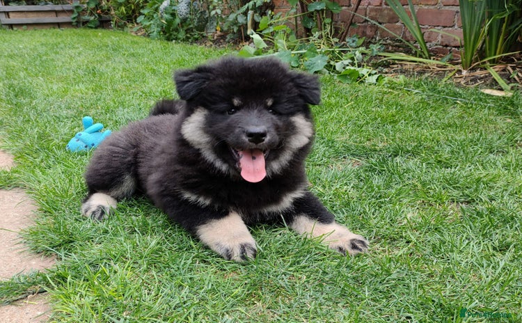 Eurasier dogs in Northampton - Advert 1