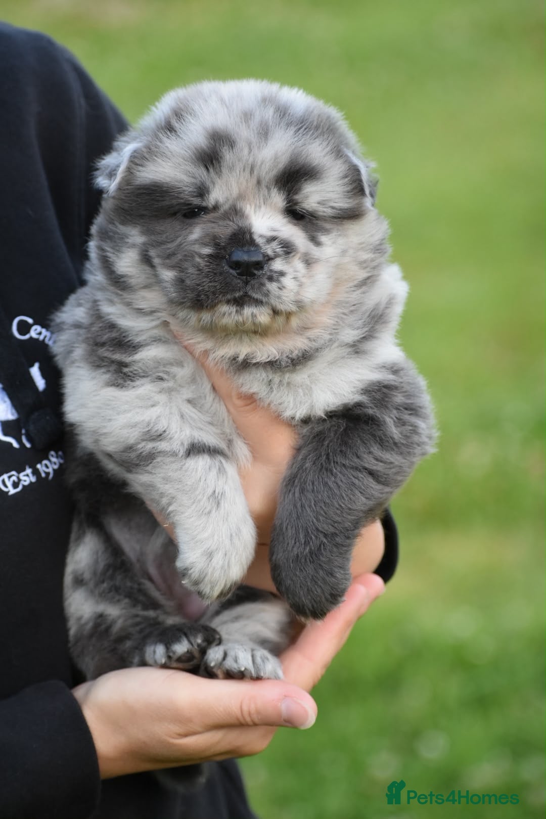 Mixed Breed dogs Beautiful teddy bear chowski puppies - Advert 1