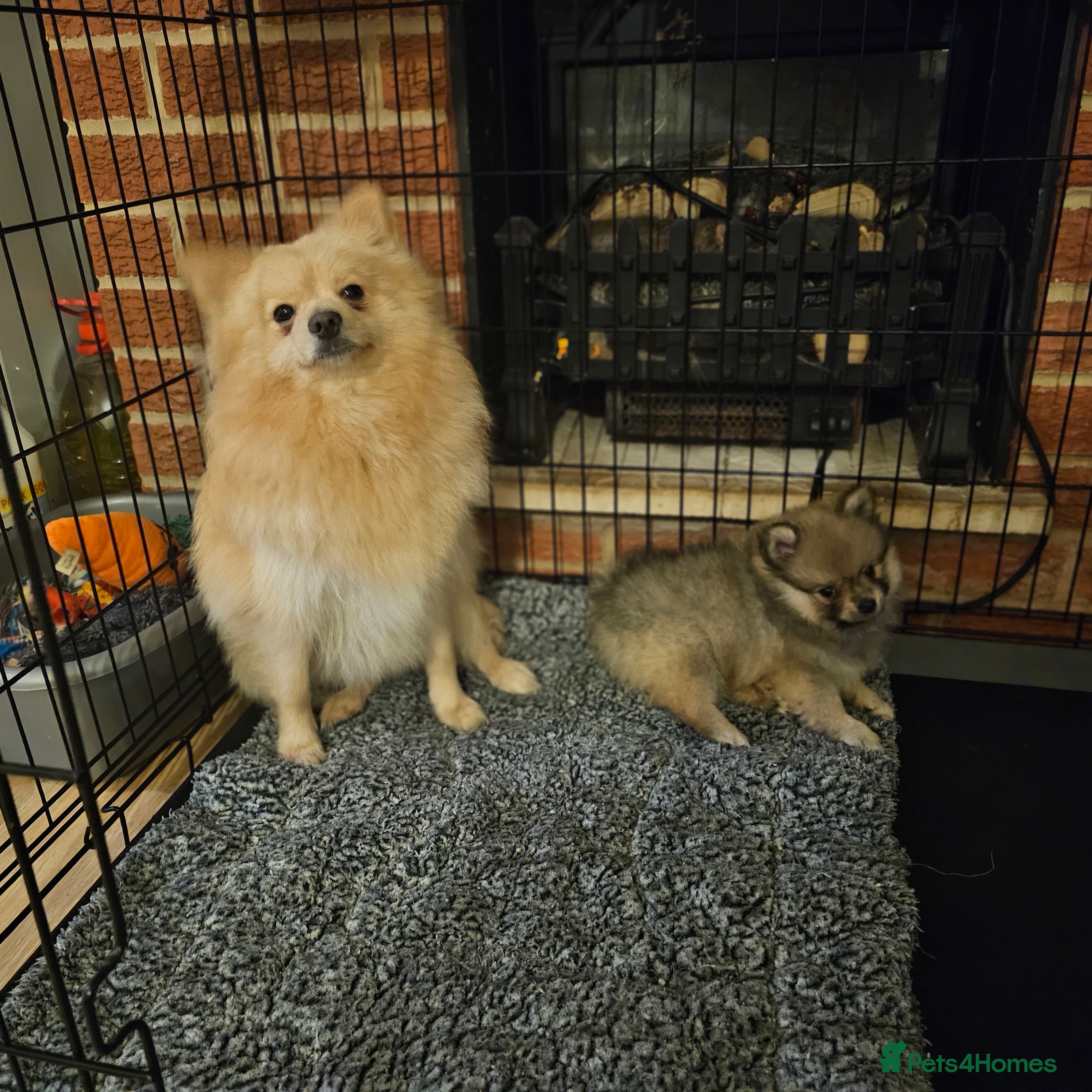 Pomeranian dogs Pomeranian baby girl - Advert 1