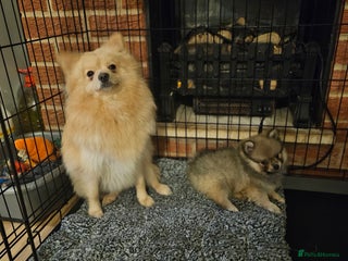 Pomeranian dogs Pomeranian baby girl - Advert 1