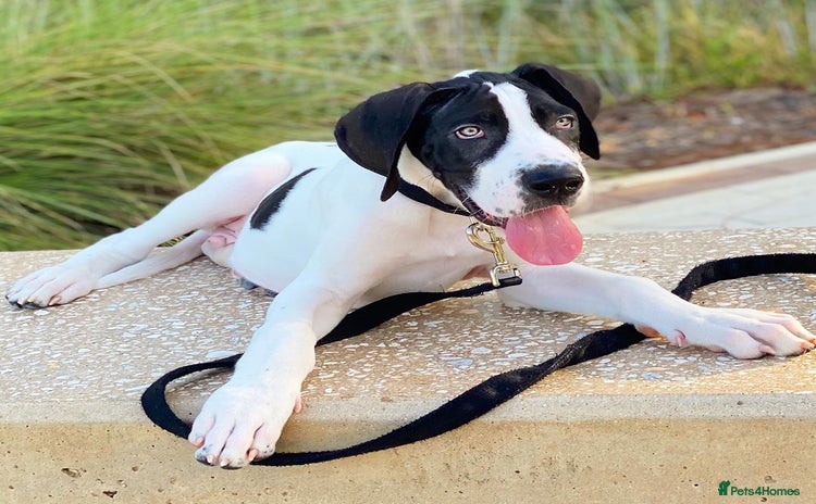 Great Dane dogs Female Great phone for Sale - Advert 7