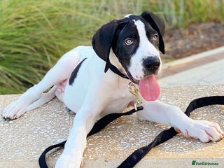 Great Dane dogs Female Great phone for Sale - Advert 4