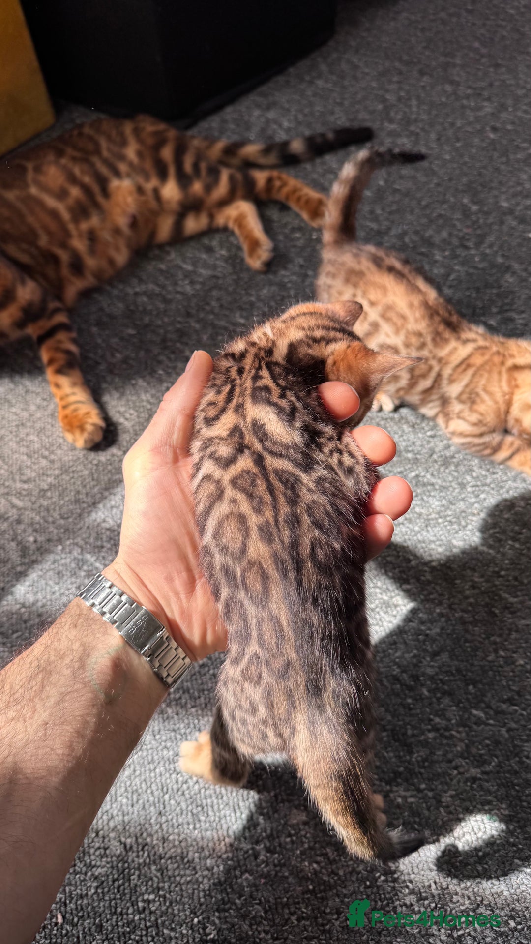Bengal cats for sale: Bengal kittens Pure just born - Image 6