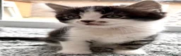 Mixed Breed cats for sale: Stunning 4 Tabby  Kittens Ready for Homes - Advert 12