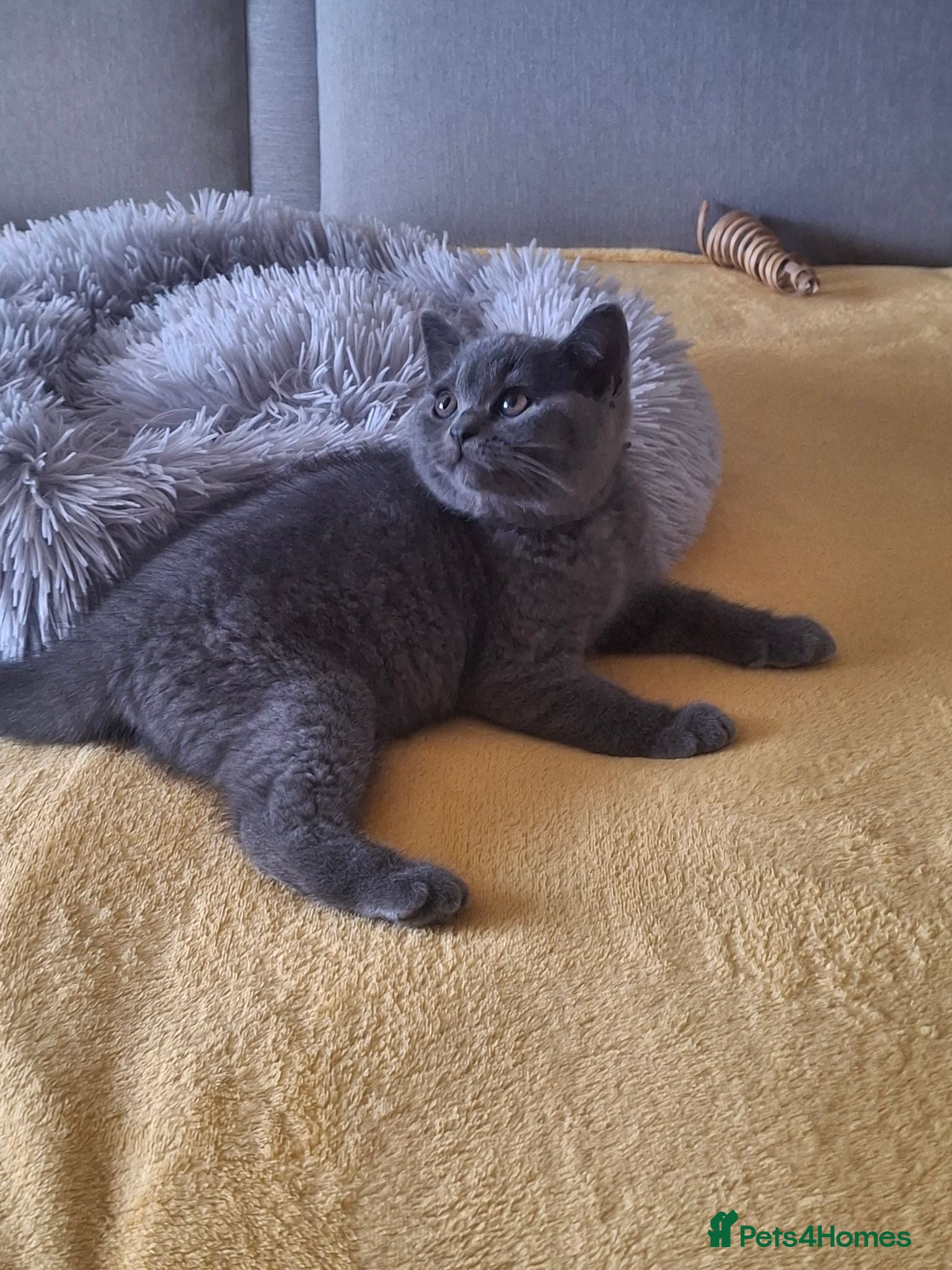 British Shorthair cats British Shorthair kittens 10 weeks old  - Advert 2