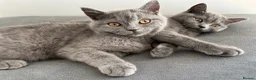 British Shorthair cats for sale: pure pedigreeBritish shorthairs kittens - Advert 5