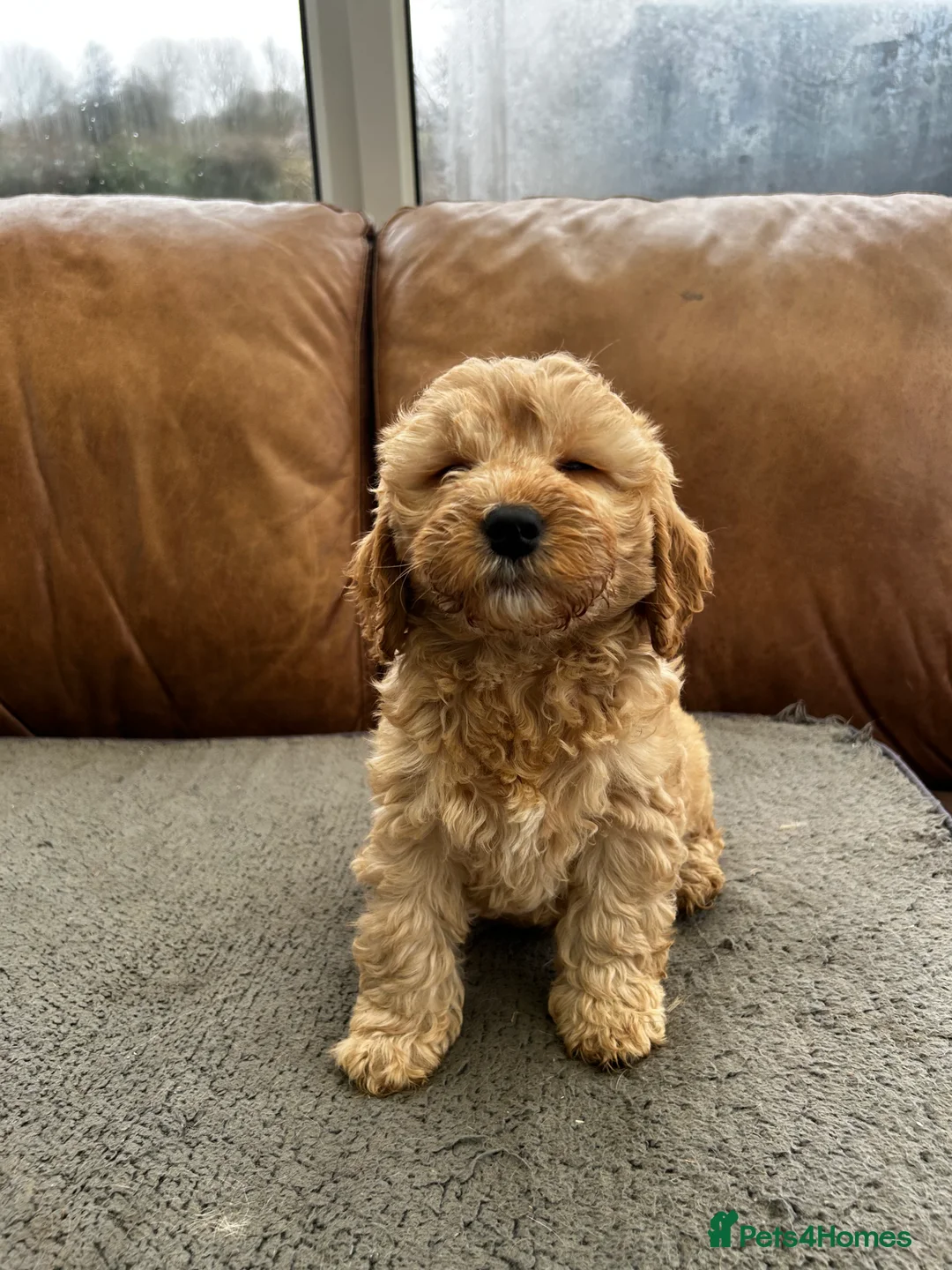 Cockapoo dogs for sale: READY TO GO 3 Golden Cockapoos  - Advert 17