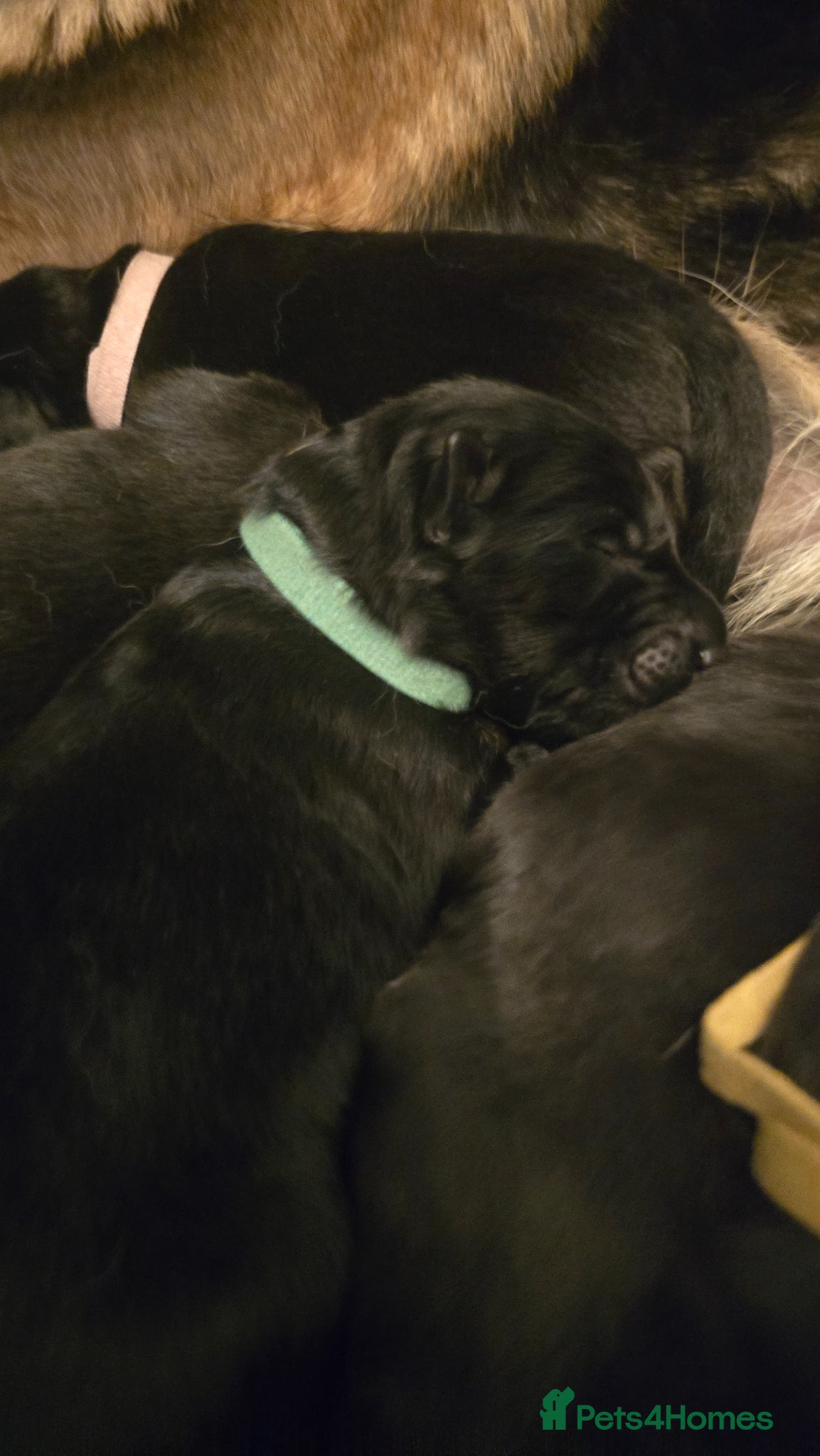 German Shepherd dogs German Shepherd Pups - just born 18.03 - Advert 2