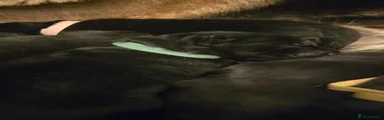  Puppy 7 - Green