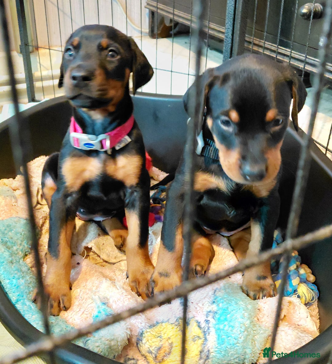 Dobermann dogs for sale: Doberman puppies looking for their forever home - Advert 6